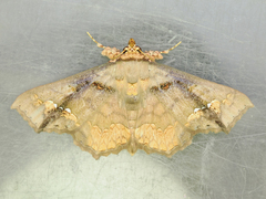 Lopharthrum comprimens