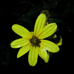 Bidens rubifolia