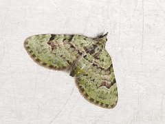 Chloroclystis conversa