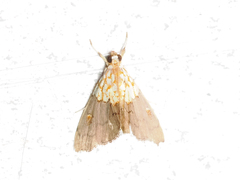 Agrotera