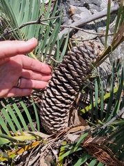 Macrozamia secunda