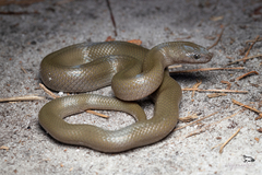 Lycodonomorphus inornatus