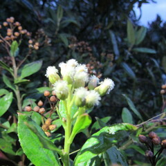 Baccharis prunifolia