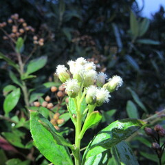 Baccharis prunifolia