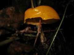 Hymenogloea papyracea