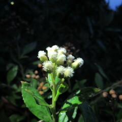 Baccharis prunifolia