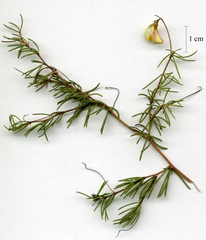 Aspalathus bracteata