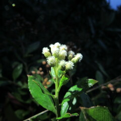 Baccharis prunifolia