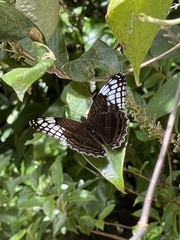 Adelpha demialba
