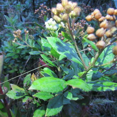Baccharis prunifolia