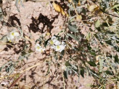 Nerisyrenia camporum