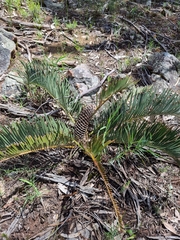 Macrozamia secunda