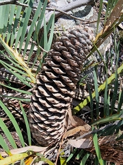 Macrozamia secunda