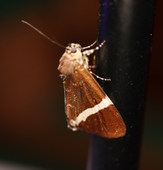 Coenotoca subaspersa