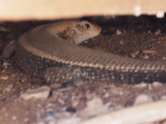 Zonosaurus laticaudatus