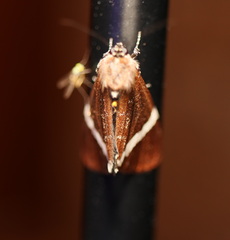 Coenotoca subaspersa