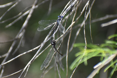 Archilestes