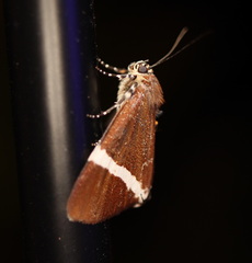 Coenotoca subaspersa