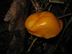 Hymenogloea papyracea