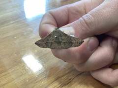 Antictenia punctunculus