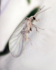 Coniopteryginae