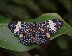 Hamadryas amphinome amphinome