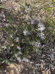 Olearia magniflora