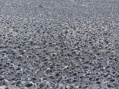 Leucophaeus pipixcan