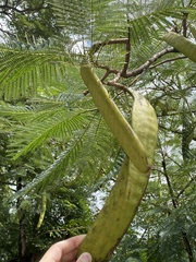 Delonix regia