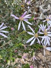 Olearia magniflora