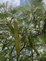 Delonix regia