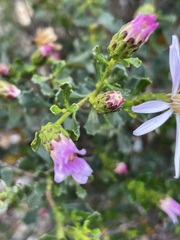 Olearia magniflora