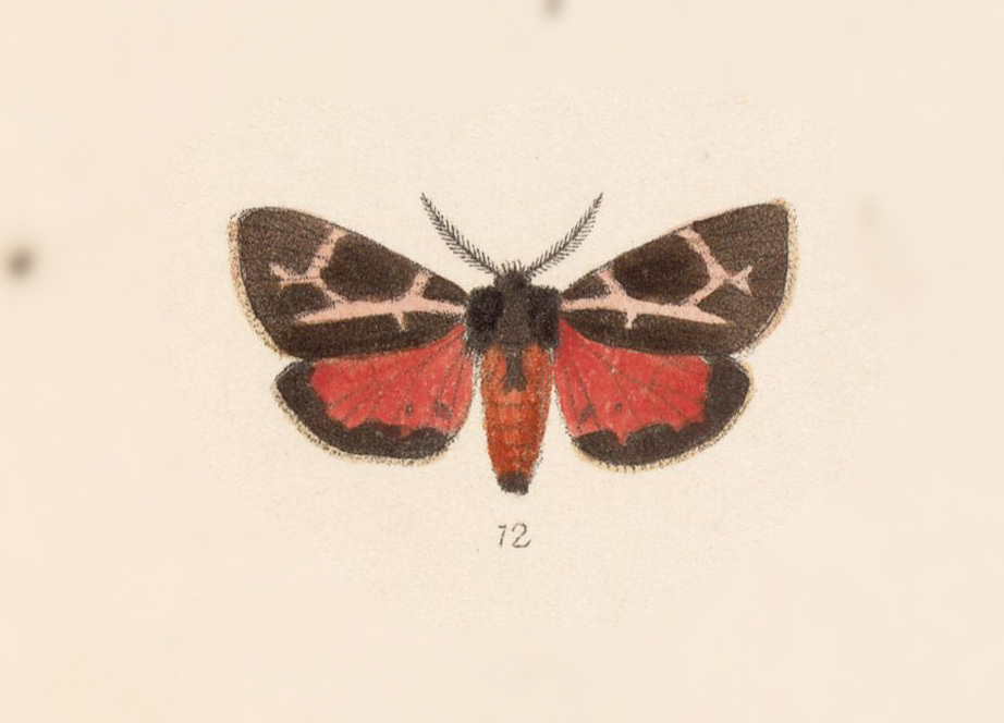 Sonorarctia fervida