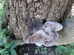 Trametes cubensis