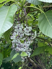 Dendrocnide meyeniana