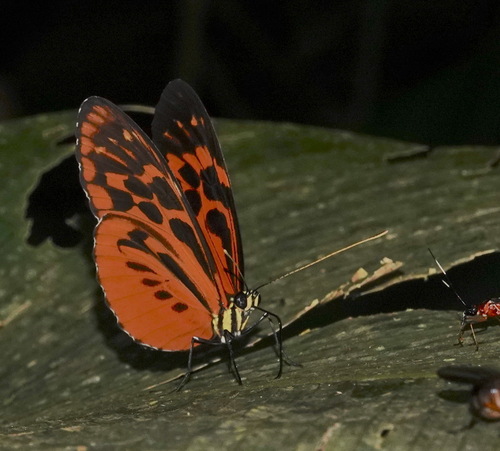Heliconius pardalinus maeon