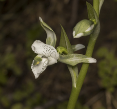 Chloraea galeata