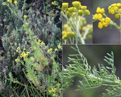 Nidorella pinnata