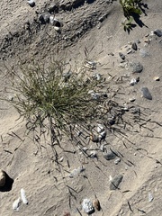 Bouteloua barbata barbata