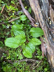 Hackelia latifolia