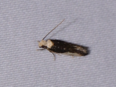 Monopis longella