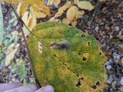 Cameraria hamameliella