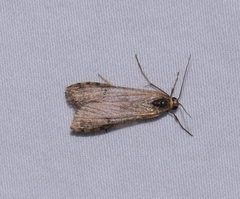 Nomophila nearctica