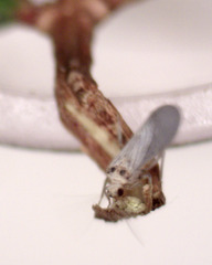 Coniopteryginae