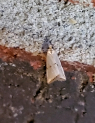 Argyria gonogramma