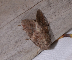 Spodoptera frugiperda