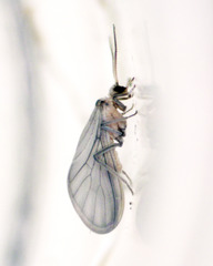 Coniopteryginae