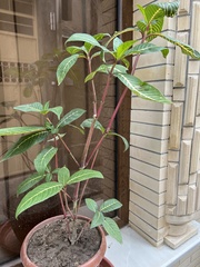 Balsaminaceae