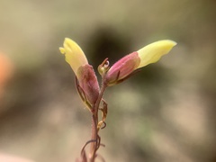 Castilleja gracilis