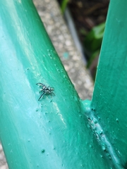 Thiania